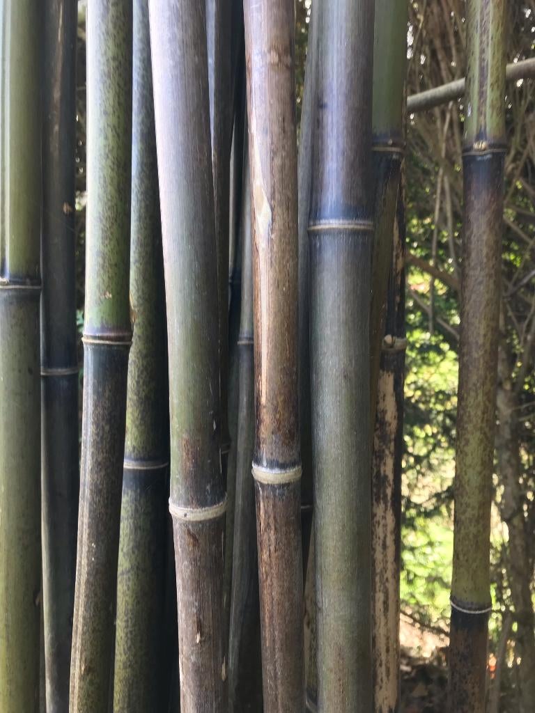 stevige bamboestokken, Tuin en Terras, Planten | Tuinplanten, Ophalen