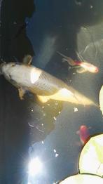 Koi's en andere te koop