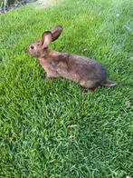 Belgische haaskonijnen, Dieren en Toebehoren, Konijnen