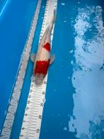 40 cm koi, Dieren en Toebehoren, Karper of Koi