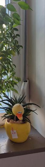 Different plants with decorative pots, Jardin & Terrasse, Enlèvement