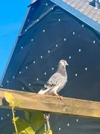 Tippler anglais, Mâle, Autres espèces