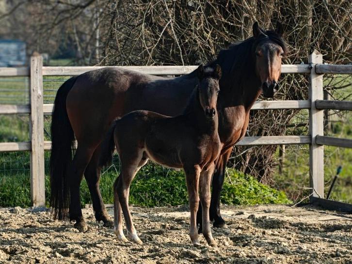 New Forest merrie, Animaux & Accessoires, Chevaux, Jument