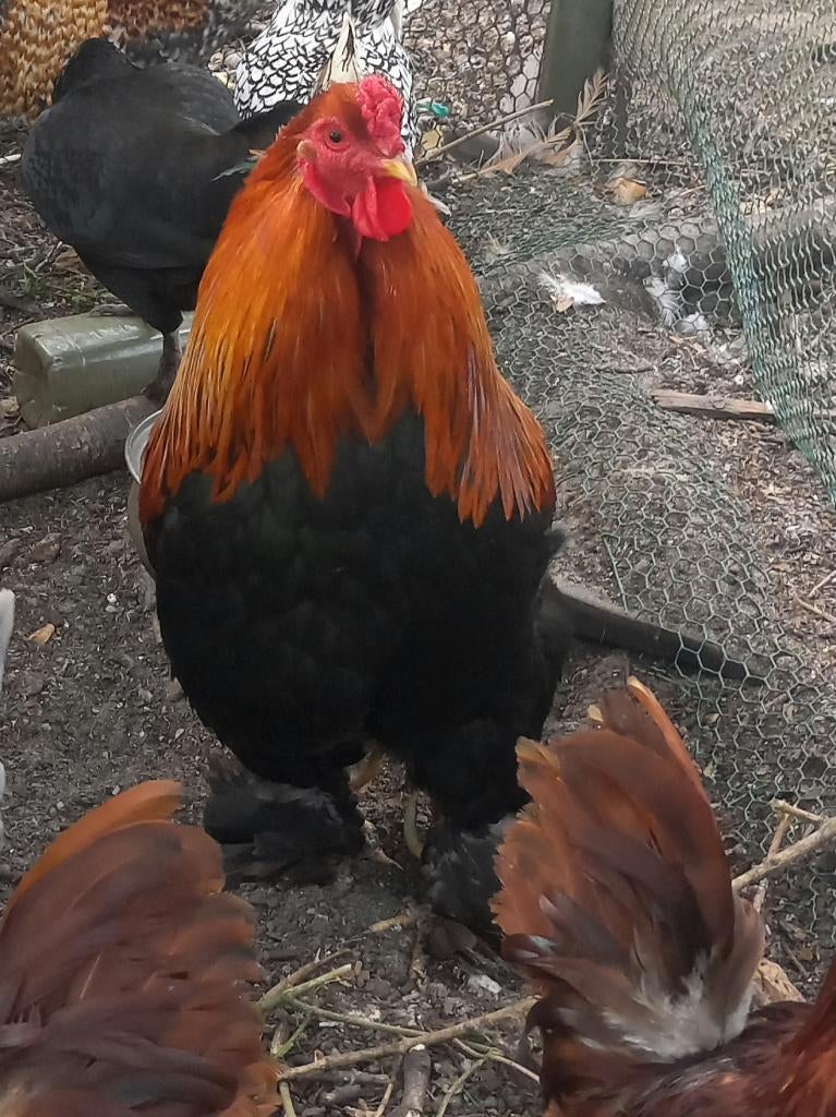 Brahma krielen (1 haan, 3 hennen) Patrijs/Isabelpatrijs, Animaux & Accessoires, Volatiles, Poule ou poulet, Plusieurs animaux