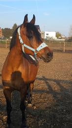 Arabische vol bloed, Dieren en Toebehoren, Paarden