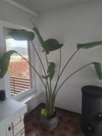 Strelitzia, Enlèvement