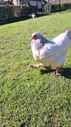 Trip brahma krielen, Dieren en Toebehoren, Pluimvee