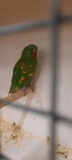 Balances Lori, Animaux & Accessoires, Oiseaux | Perruches & Perroquets