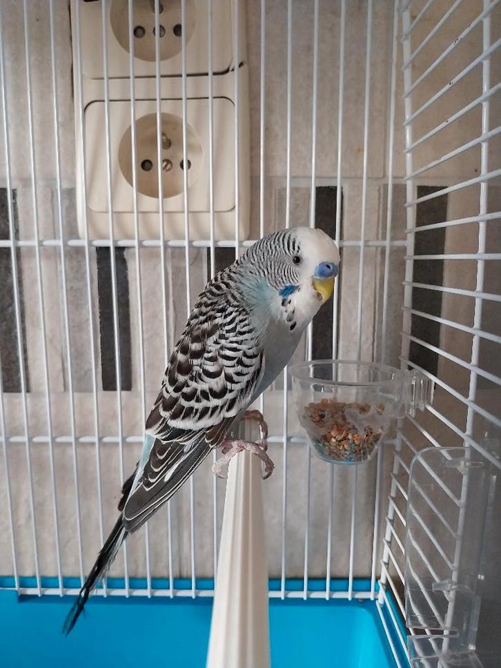 Grasparkiet (antraciet grijs), Dieren en Toebehoren, Vogels | Parkieten en Papegaaien, Parkiet, Mannelijk