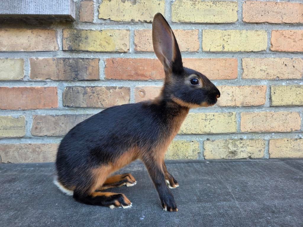 zwart tan Belgische hazen, Meerdere dieren, Middelgroot, 0 tot 2 jaar