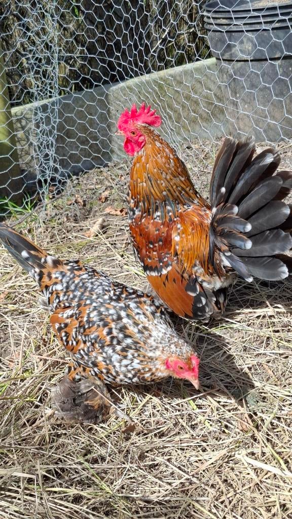 Sabelpootkriel haan, Dieren en Toebehoren, Pluimvee