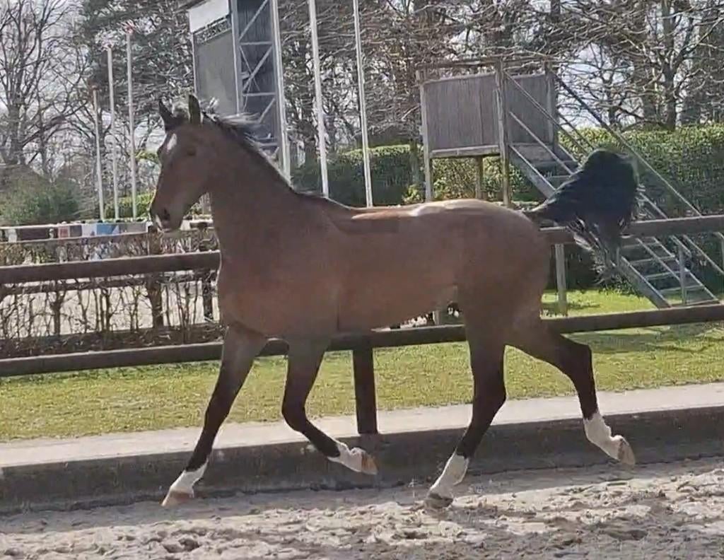 Ruig bewegende 4 jarige KWPN ruin van Fontaine TN *zadelmak*, Dieren en Toebehoren, Paarden, Ruin, Dressuurpaard, Zadelmak, 3 tot 6 jaar