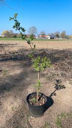 Vlierbessen struik 1m, Tuin en Terras, Planten | Struiken en Hagen, Ophalen, Struik