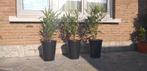 Oleander in pot, deco tuin, terras, veranda, zwembad, Tuin en Terras, Planten | Tuinplanten, Ophalen, Vaste plant