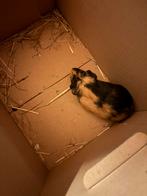 Cavia’s gratis, November, Meerdere dieren, Cavia