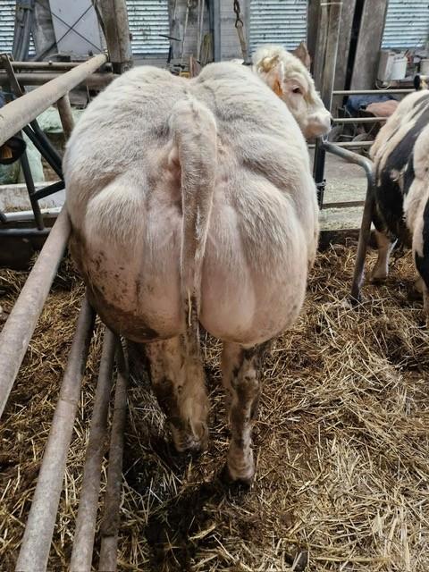 Wit-Blauwe dikbil stier, Animaux & Accessoires, Bovins, Mâle, 0 à 2 ans