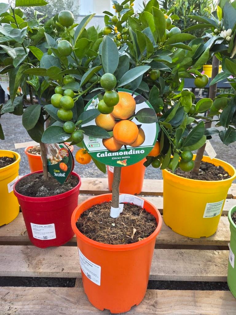 Citrus Calamondin, Ophalen