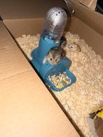 Russische dwerghamster, Dieren en Toebehoren, Knaagdieren, Hamster, Geslacht onbekend, Januari, Tam