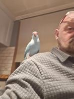 Super tamme halsband parkiet, Dieren en Toebehoren, Vogels | Parkieten en Papegaaien, Parkiet
