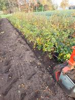 Haagplanten, Tuin en Terras, Ophalen, Beukenhaag, Haag, 100 tot 250 cm