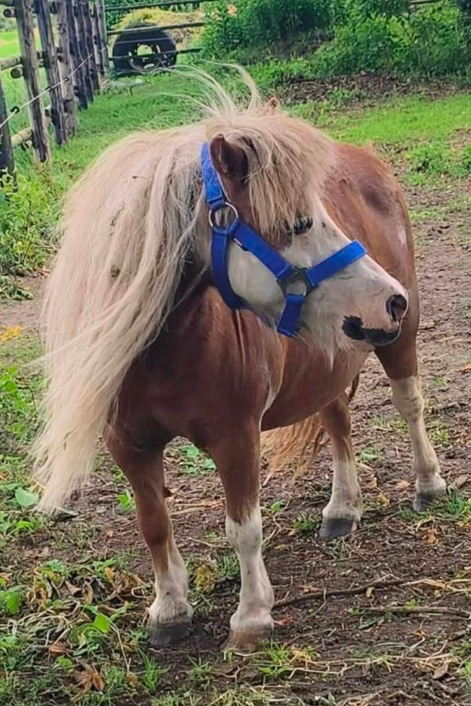 Super lieve kinderpony of eventueel fokmerrie speciale kleur, Vermifugé, B, 11 ans ou plus, Poney de récréation