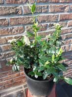 Viburnum tinus (boule de neige à feuilles persistantes), Enlèvement, Autres espèces, Arbuste, Moins de 100 cm