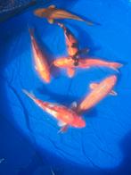 Vijvervissen, Dieren en Toebehoren, Karper of Koi