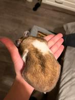 Gratis kortharige goudhamster zoekt nieuwe baasje., Hamster, Août, Domestique, Femelle