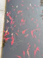 Vijvervissen Goudvissen, Dieren en Toebehoren, Goudvis(sen)