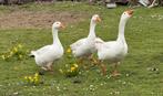 Witte gans: mannelijk, Dieren en Toebehoren, Pluimvee, Mannelijk