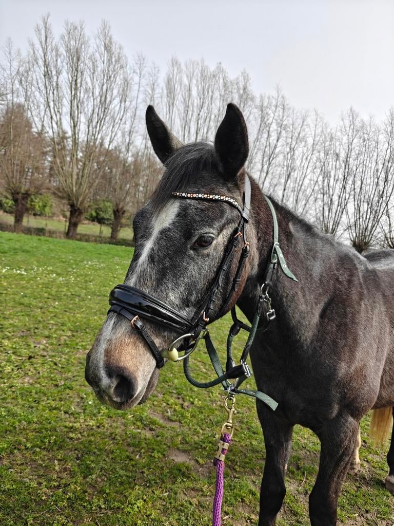 Jonge allrounder, Animaux & Accessoires, Chevaux, Hongre, Débourré, 160 à 165 cm, 3 à 6 ans, Cheval de récréation, Avec pedigree