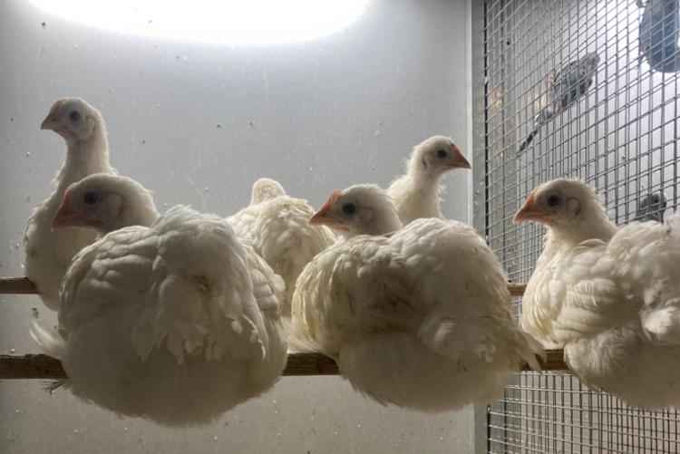 Hennen poule de bresse, Femelle, Poule ou poulet