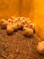 Ross 308 kuikens, Dieren en Toebehoren, Pluimvee