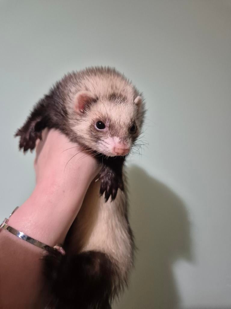 Super lief fretten moertje, Juli, Vrouwelijk