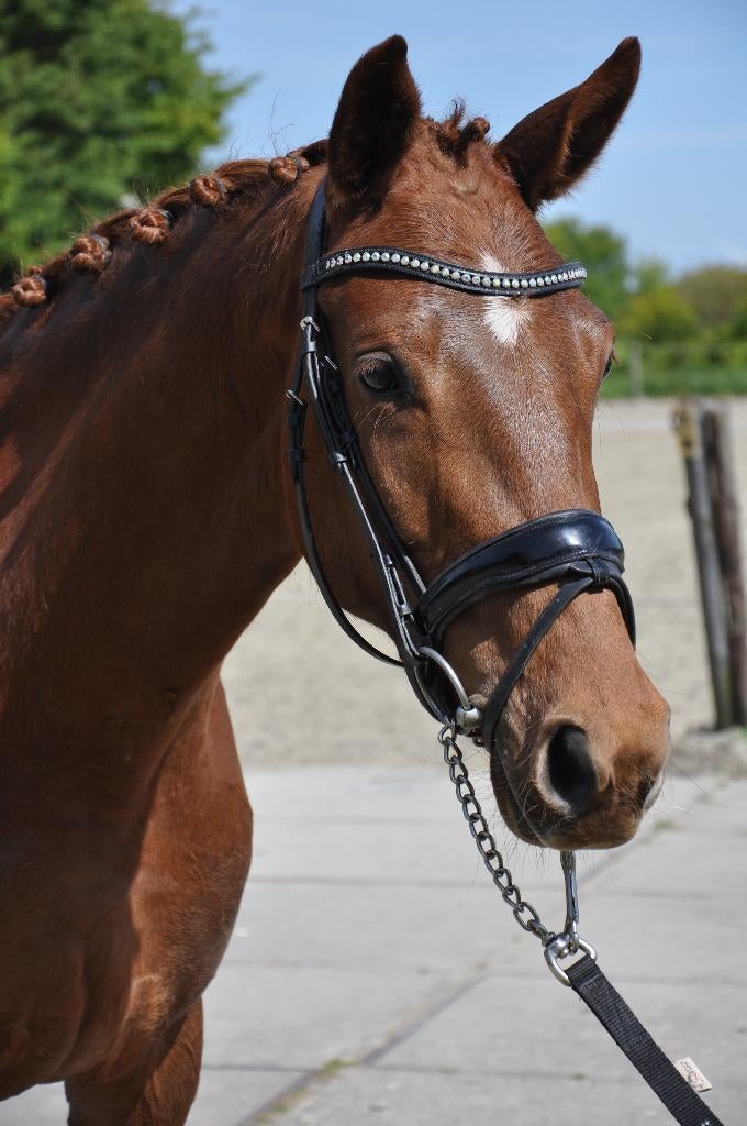 Te koop 3 jarige merrie, Cheval de dressage, Moins de 160 cm, Avec pedigree, Non dressé