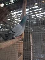 Kleurpostduif blauw zwartgeband, Dieren en Toebehoren, Vogels | Duiven, Vrouwelijk, Postduif