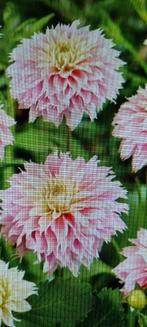 Dahlia pink impact, Tuin en Terras, Ophalen of Verzenden, Voorjaar, Volle zon, Knol