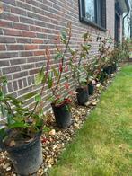 Struiken.  Red Robin., Tuin en Terras, Ophalen