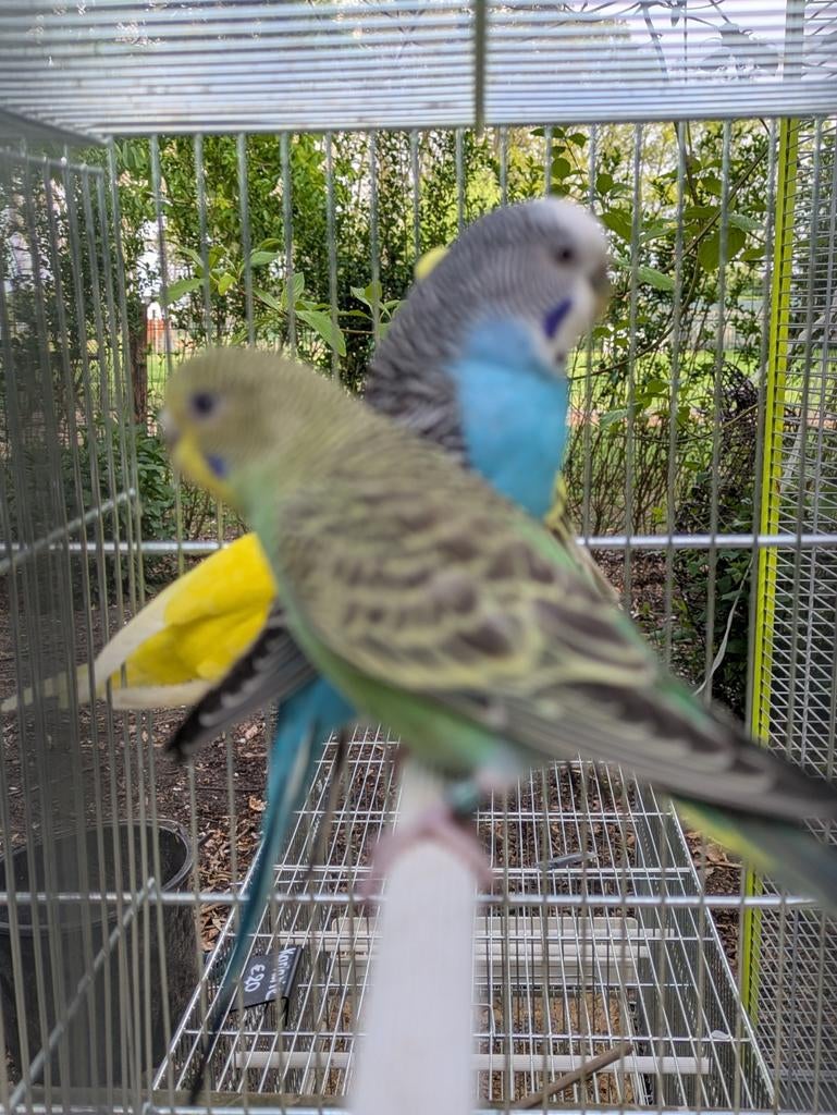 Parkieten, Dieren en Toebehoren