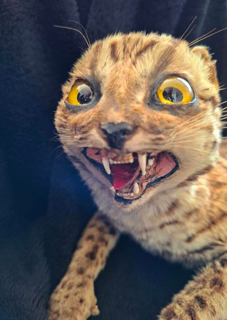 Antieke opgezette kat achtige taxidermie, Verzamelen, Dierenverzamelingen, Ophalen of Verzenden, Gebruikt, Wild dier, Opgezet dier