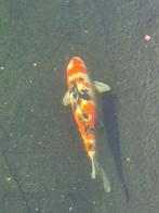 4 x Japanse koi, Dieren en Toebehoren, Vissen | Vijvervissen