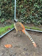 Lady Amherstfazant haan 2025, Dieren en Toebehoren, Mannelijk, Overige soorten