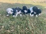 Tibetaanse terriër pupjes, België, Overige rassen, CDV (hondenziekte), 8 tot 15 weken