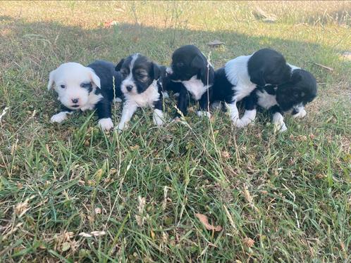 Tibetaanse terriër pupjes, Dieren en Toebehoren, Honden | Chihuahua's en Gezelschapshonden, Meerdere dieren, Overige rassen, Fokker | Professioneel