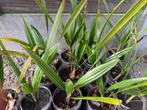 Trachycarpus Fortunei palmboompjes, Jardin & Terrasse, Plantes | Arbres, Enlèvement, Palmier