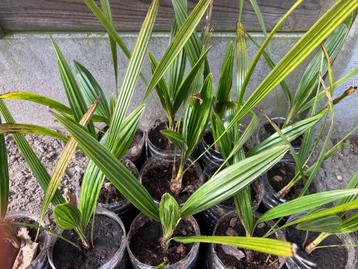 Trachycarpus Fortunei palmboompjes beschikbaar voor biedingen