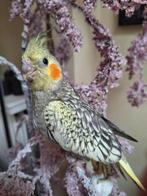 Baby valkparkietjes super tam, Dieren en Toebehoren, Vogels | Parkieten en Papegaaien, Tam