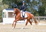 Training paard, Dieren en Toebehoren, Niet van toepassing