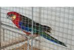 Stanley rosella kweekman, Dieren en Toebehoren, Parkiet