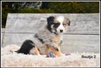 Prachtige Blue Merle Tricolor Border Collie pup, CDV (hondenziekte), Meerdere, 8 tot 15 weken, België